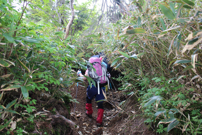 クマザサの増えた登山道を登っている写真