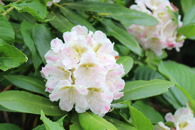 ハクサンシャクナゲの花のアップの写真
