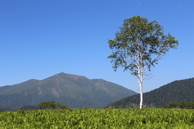 1本の白樺と至仏山の写真