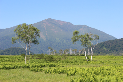 数本の白樺と至仏山の写真