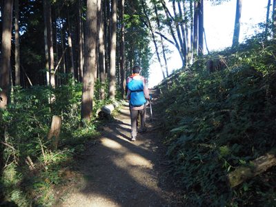 整備された杉木立の山道を下っている写真