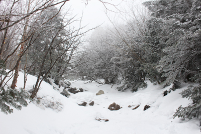登山道と樹氷となっている木々の写真