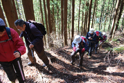 杉林を登っている写真