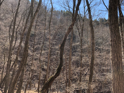 日差しを受けて雑木林の木の枝が光っているように見える写真