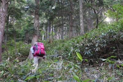 長塀尾根の急坂の樹林帯を登っている写真