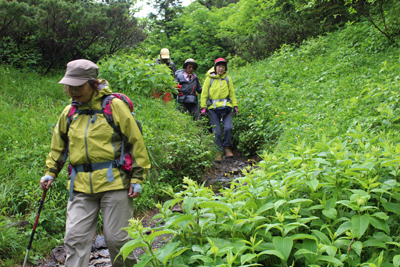 ミヤマキンポウゲの咲く登山道を下っている写真