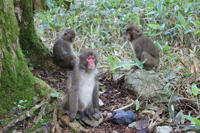 3頭のサルの写真