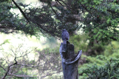 クロジの写真