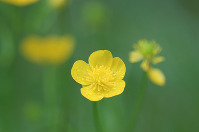 ミヤマキンポウゲの写真