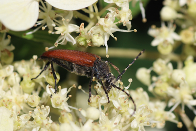 ノリウツギの花に止って蜜を吸うハナカマキリの仲間の写真
