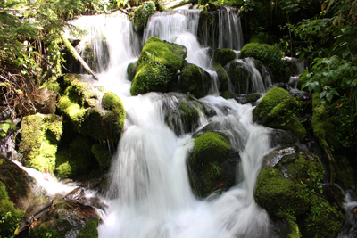 苔の美しい沢の写真