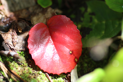 真っ赤に紅葉したイワカガミの葉の写真