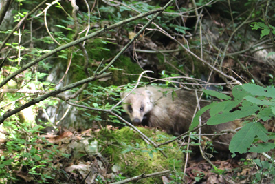 新穂高温泉で見つけたアナグマの写真