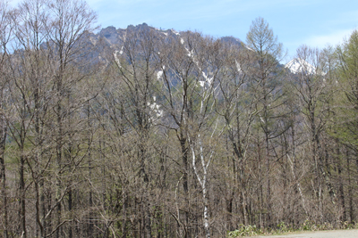 林の向こうに見えた戸隠山の写真