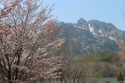 桜と本院岳の写真