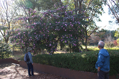 サザンカと思われる木の前で花を見ている写真
