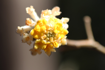 咲き始めたミツマタの花の写真