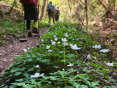 Mさんが撮影したニリンソウの咲く登山道を歩いている写真