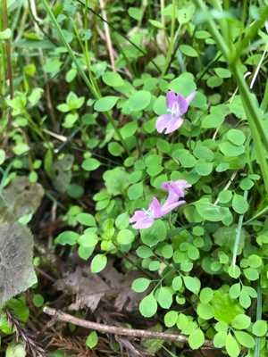 Mさんが撮影したヤマエンゴサクの写真