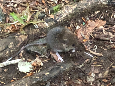 ヒメネズミの写真
