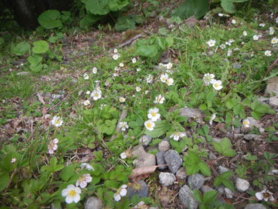 シロバナノヘビイチゴの花の写真