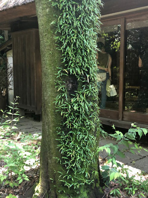 幹に生えている苔のような植物の写真