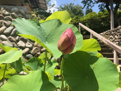 ハスの蕾の写真