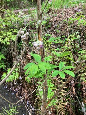 アケビの花の写真