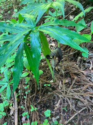 ウラシマソウの写真