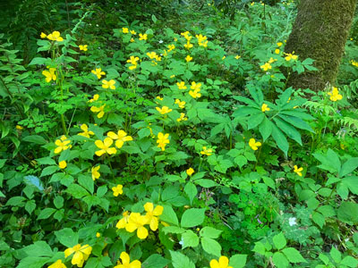 一面のヤマブキソウの写真
