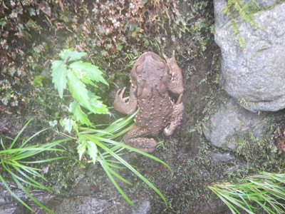 アズマヒキガエルの写真