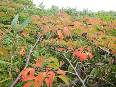 高揚したタカネザクラの葉の写真