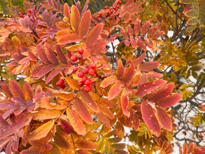 きれいに紅葉したナナカマドの写真