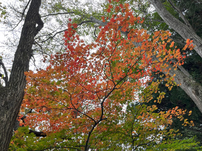 紅葉したカエデの写真