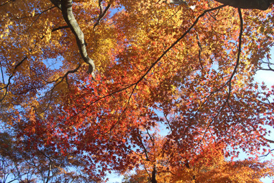 赤と黄色のグラデーションの紅葉の写真