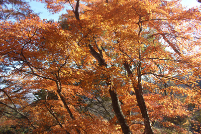 下社での紅葉した木の写真