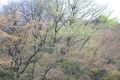 高尾山での芽吹きの頃の写真へリンク