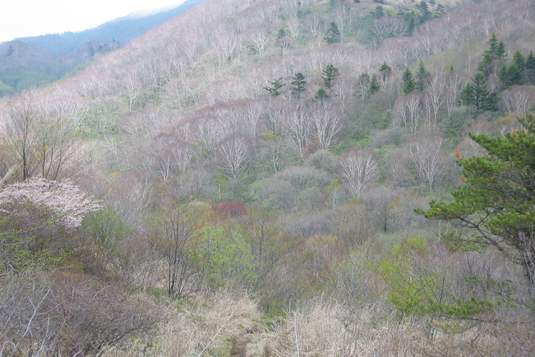 芽吹きの季節の湯ノ沢峠付近