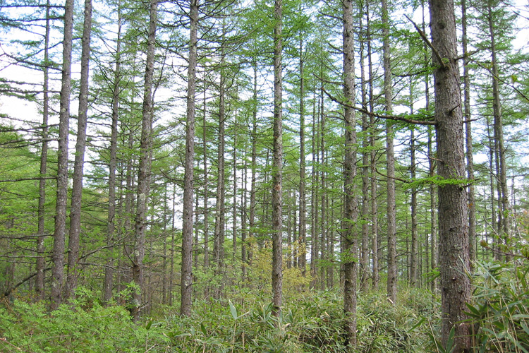 大蔵高丸で撮影したカラマツの新緑の写真