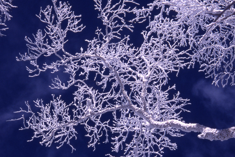 高見石で撮影した樹氷の写真