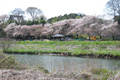 花見川の桜の写真へリンク