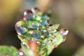 剣山で撮影した葉に付いた水滴の写真へリンク