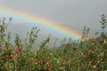 川場村で撮影したリンゴ畑と虹の写真へリンク