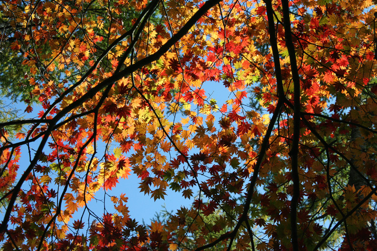日向山で出会ったカエデの紅葉の写真