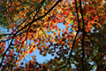 日向山で撮影した紅葉したもみじの写真へリンク