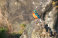 水元公園でのカワセミの写真にリンク