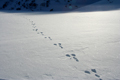 安達太良山で撮影したウサギの足跡の写真にリンク