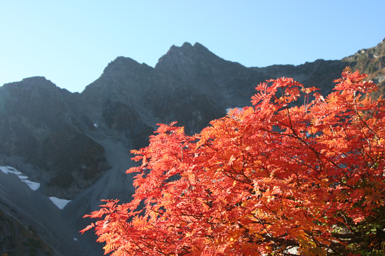 紅葉したナナカマドと北穂の写真