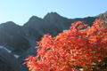 涸沢から見た前穂とダケカンバの紅葉の写真にリンク
