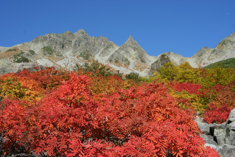 紅葉したナナカマドと涸沢岳の写真